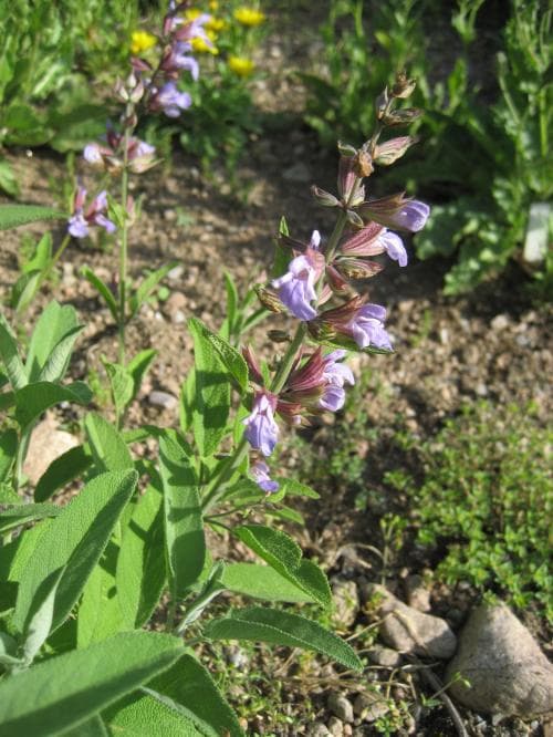 kryddsalvia Salvia officinalis