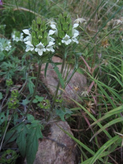flikbrunört Prunella laciniata