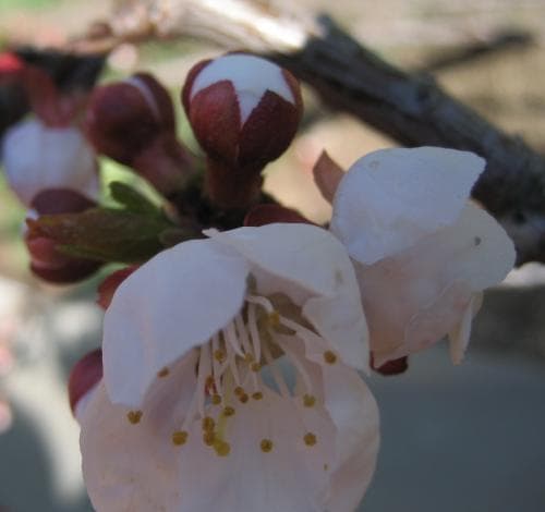 aprikos Prunus armeniaca