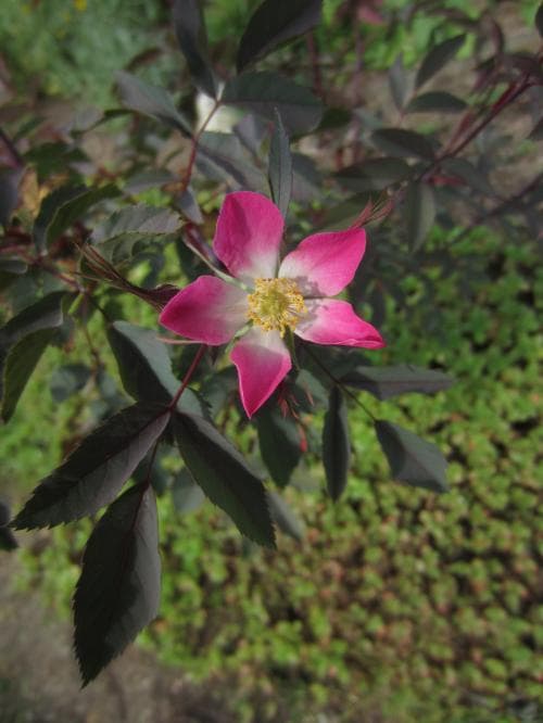 daggros Rosa glauca