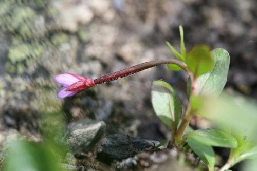 dvärgdunört Epilobium anagallidifolium