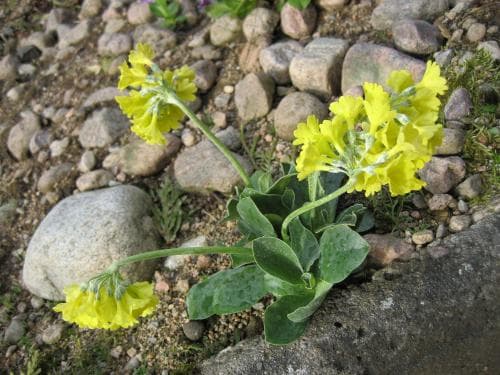 aurikel Primula auricula