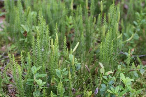 vanlig revlummer Lycopodium annotinum subsp. annotinum