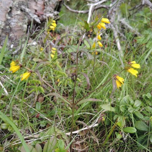 guldgul ängskovall Melampyrum pratense var. hians