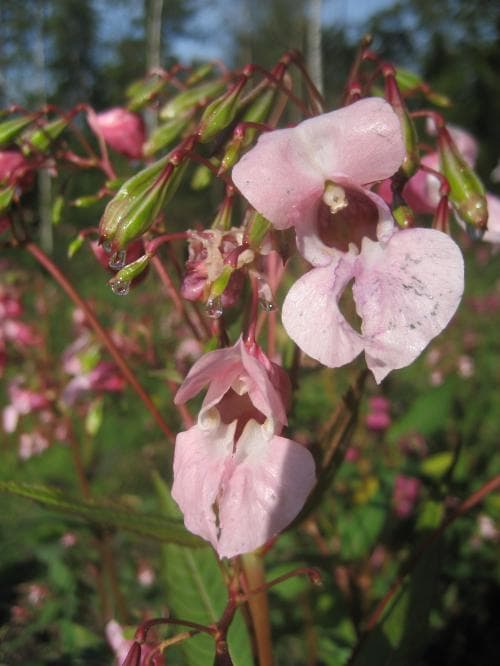 jättebalsamin Impatiens glandulifera