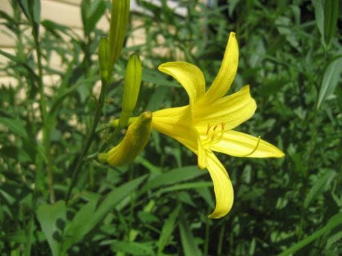 gul daglilja Hemerocallis lilioasphodelus