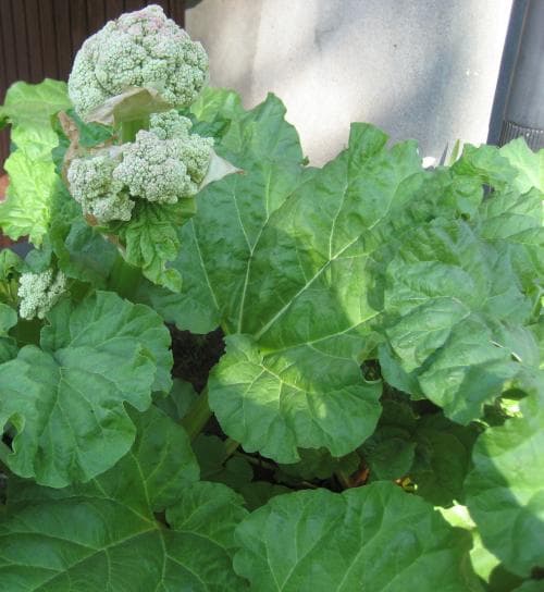 rabarber Rheum rhabarbarum