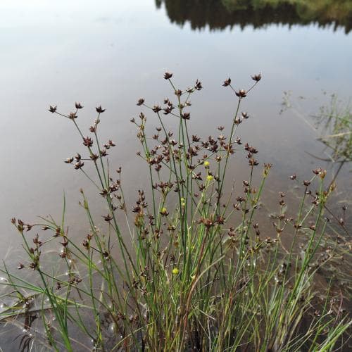 vanlig ryltåg Juncus articulatus var. articulatus