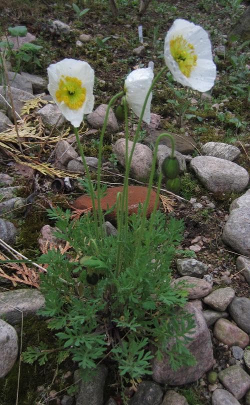 sibirisk vallmo Papaver croceum