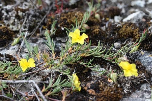 gotlandssolvända Fumana procumbens