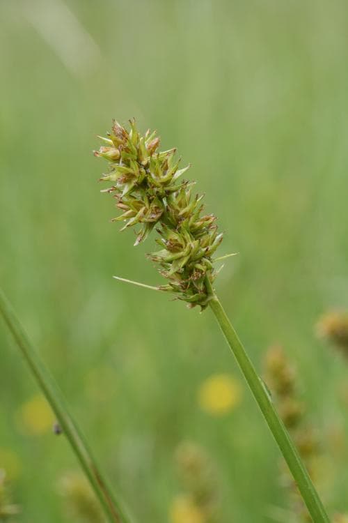 blankstarr Carex otrubae