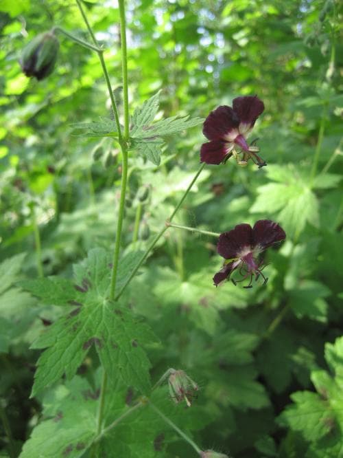 brunnäva Geranium phaeum