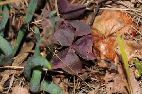 triangeloxalis Oxalis triangularis