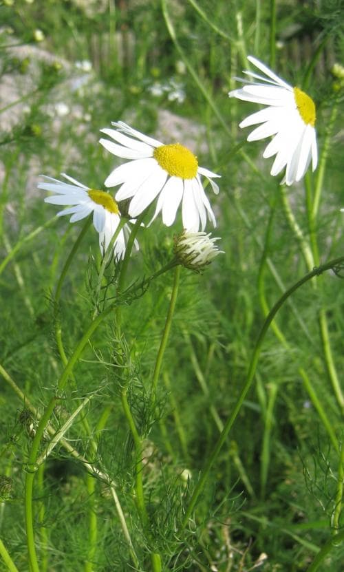 baldersbrå Tripleurospermum inodorum