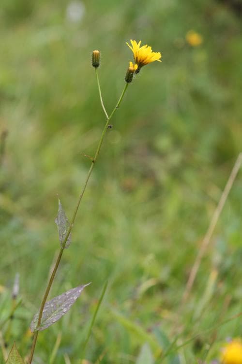 kärrfibbla Crepis paludosa