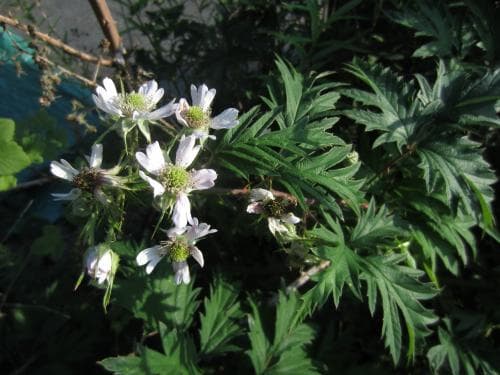 flikbjörnbär Rubus laciniatus