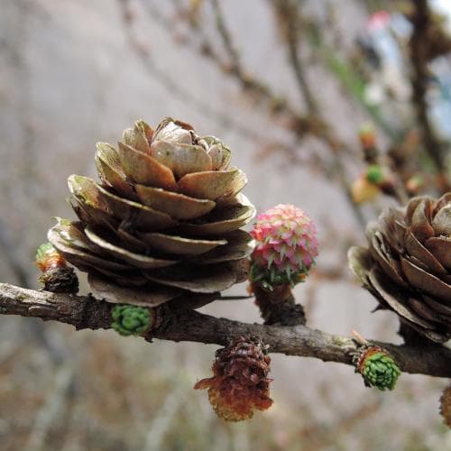 europeisk lärk Larix decidua subsp. decidua