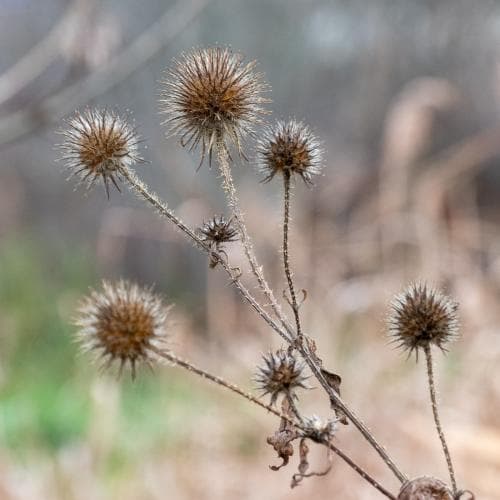 sträv kardvädd Dipsacus strigosus
