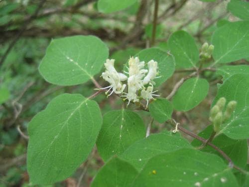 skogstry Lonicera xylosteum