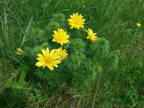 våradonis Adonis vernalis