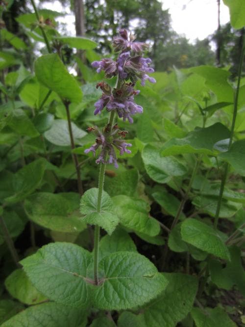 kranssalvia Salvia verticillata