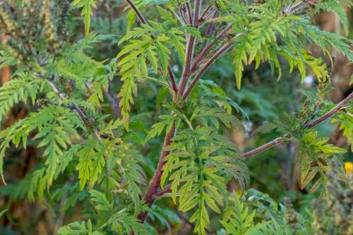 malörtsambrosia Ambrosia artemisiifolia