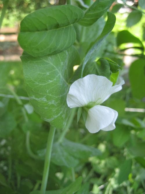 trädgårdsärt Pisum sativum var. sativum