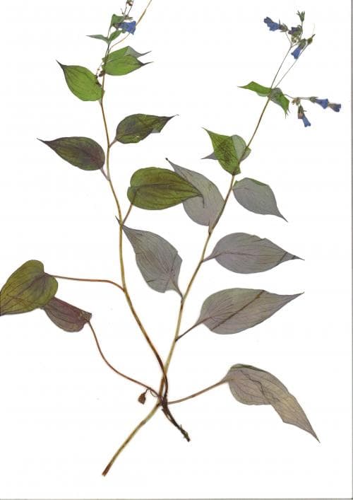 stenfjärva Mertensia pterocarpa