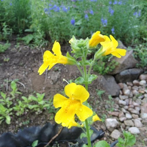 gyckelblomma Erythranthe guttata