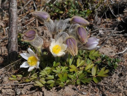 mosippa Pulsatilla vernalis