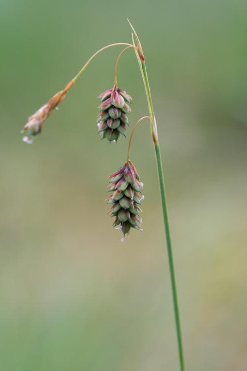 dystarr Carex limosa