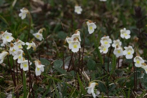 fjälltätört Pinguicula alpina