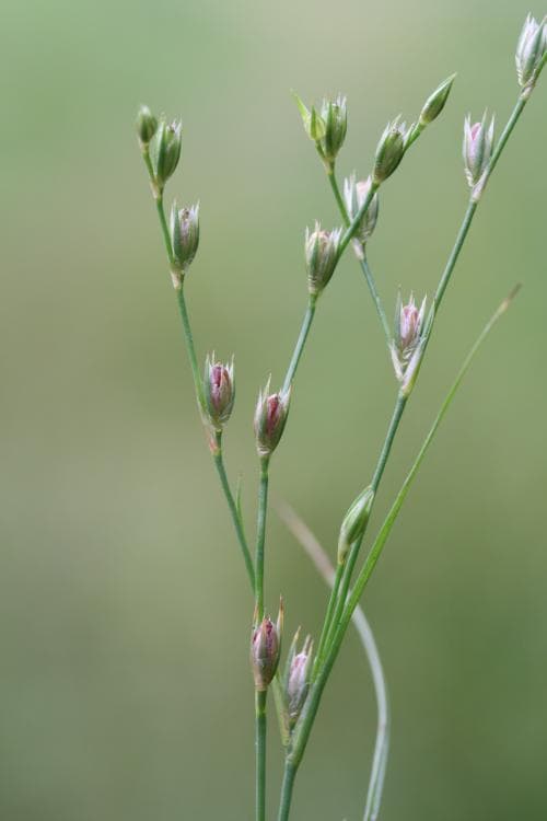 vägtåg Juncus bufonius