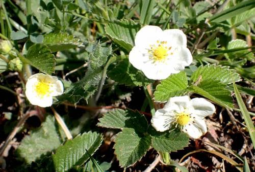 backsmultron Fragaria viridis