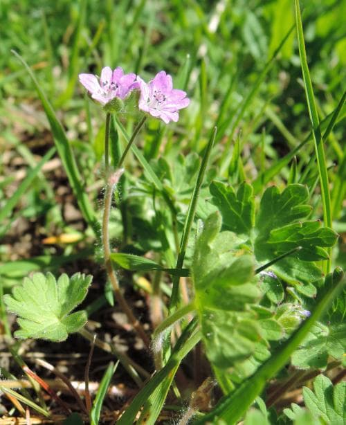 mjuknäva Geranium molle