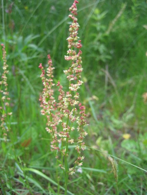äkta bergssyra Rumex acetosella subsp. acetosella