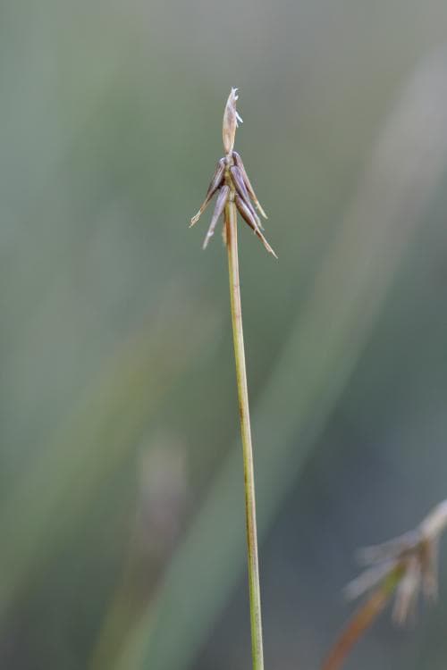 borststarr Carex microglochin
