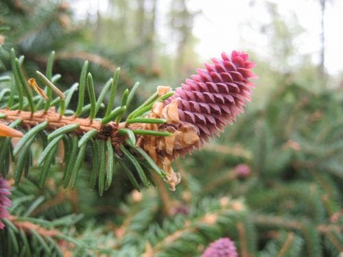 vanlig gran Picea abies subsp. abies