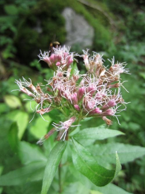hampflockel Eupatorium cannabinum