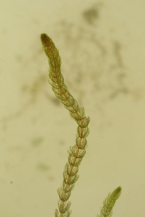hårslinga Myriophyllum alterniflorum
