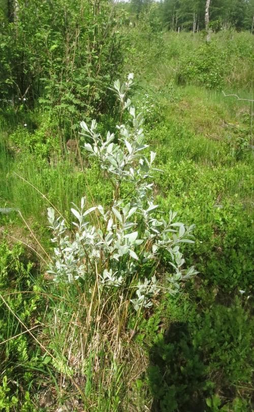 lappvide Salix lapponum