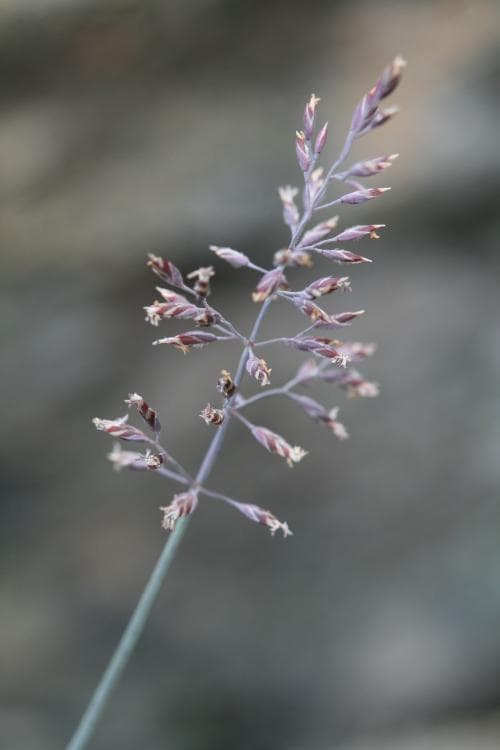 blågröe Poa glauca