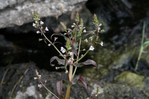 dikesveronika Veronica catenata