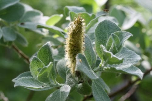 vanligt ullvide Salix lanata subsp. lanata