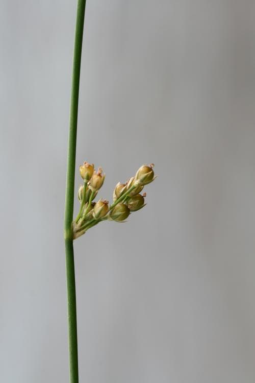 trådtåg Juncus filiformis