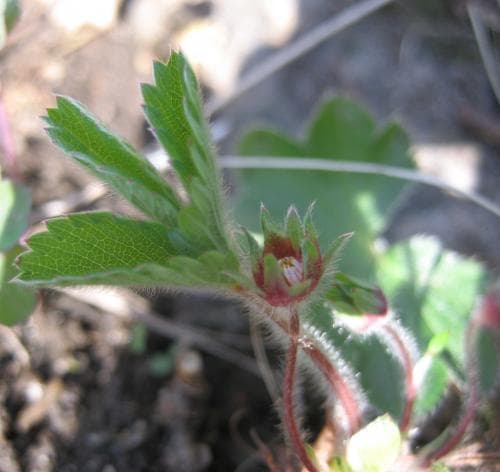 späd fingerört Potentilla micrantha