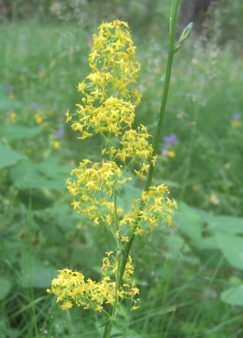vanlig gulmåra Galium verum subsp. verum