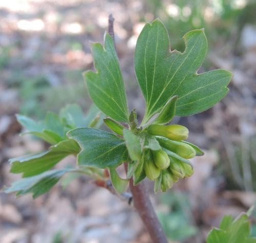 gullrips Ribes aureum