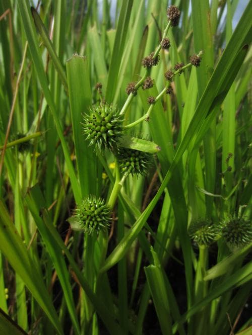 vanlig storigelknopp Sparganium microcarpum