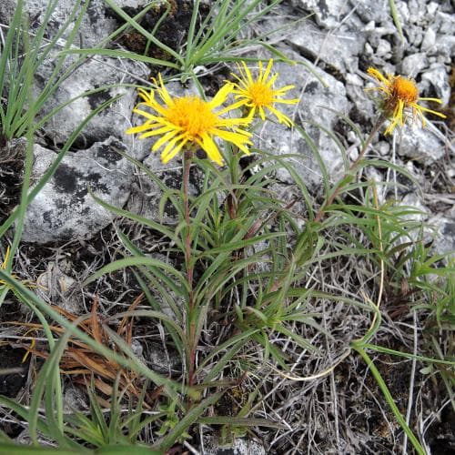 svärdkrissla Pentanema ensifolium